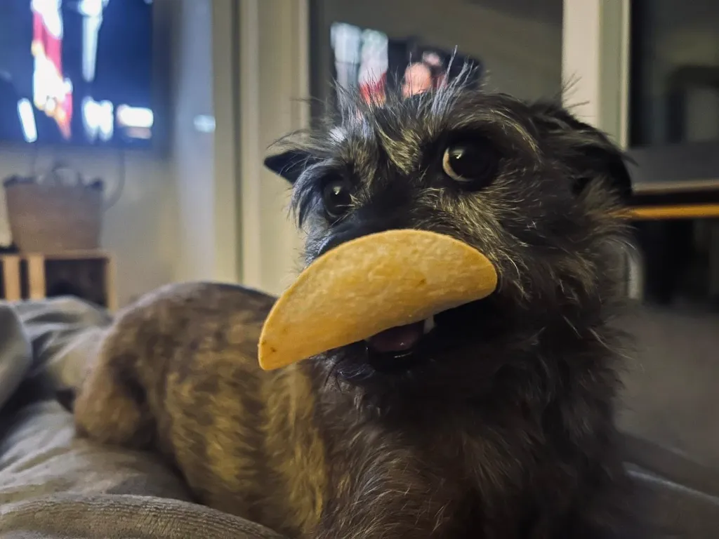 Perle Chip Beispielfoto.webp